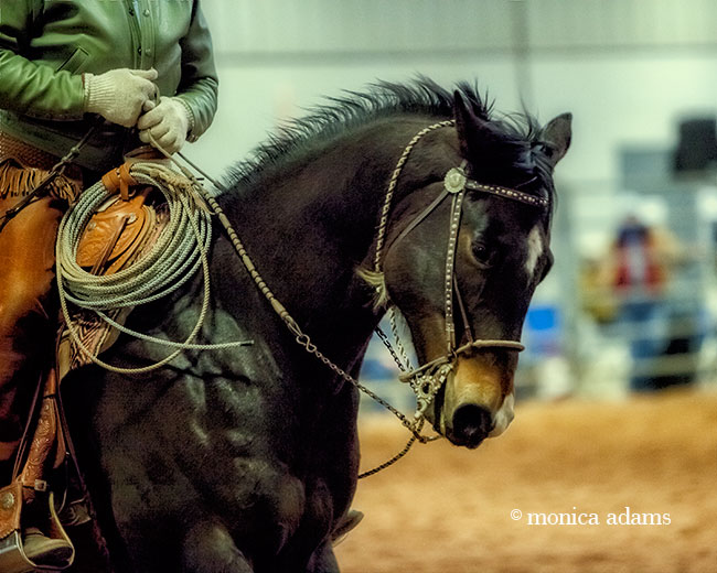Buck Brannaman copyright Monica Adams 2014