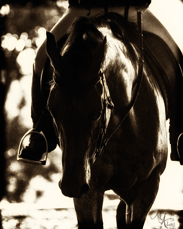dressage photo copyright monica adams photography