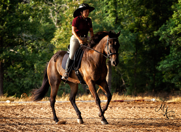 dressage photo copyright monica adams photography