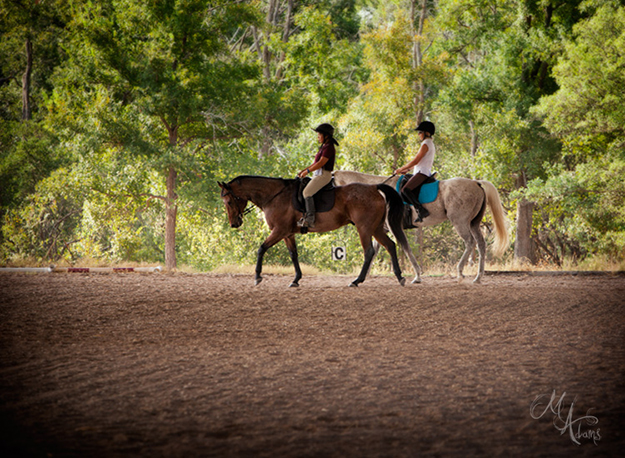 dressage photo copyright monica adams photography