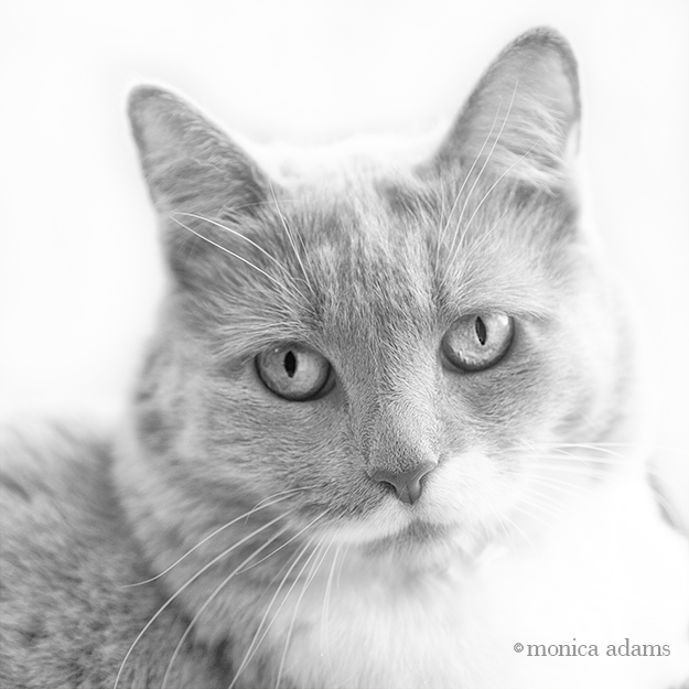 Super Sweet Kitty Photo by Monica Adams