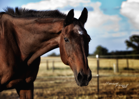 copyright Monica Adams Photography