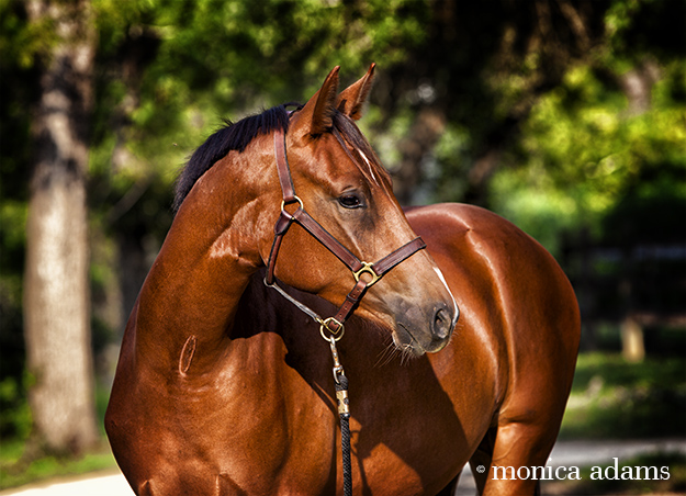 Warmblood horse photo copyright Monica Adams
