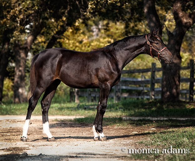 Warmblood horse photo copyright Monica Adams