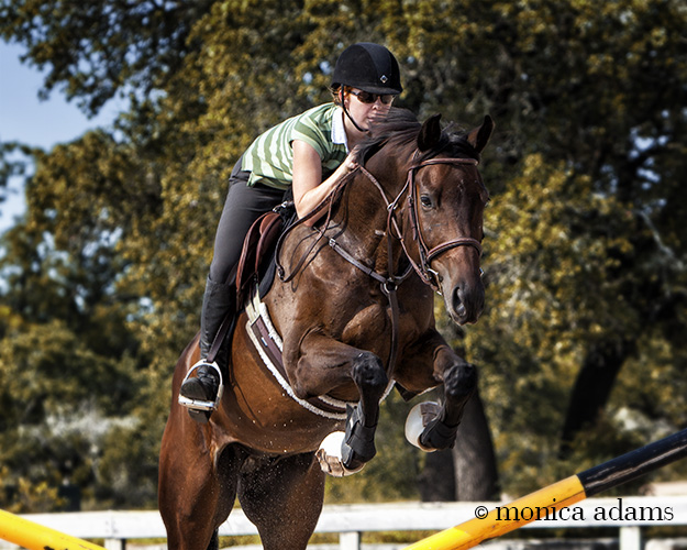 jumping horse photo copyright monica adams