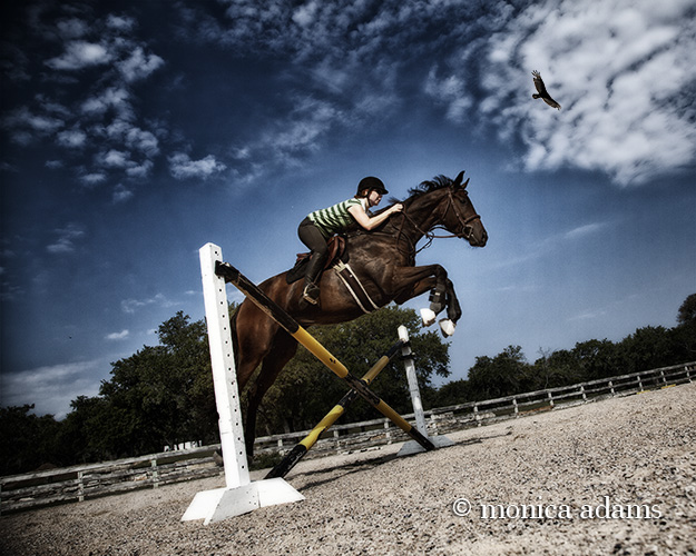 jumping horse photo copyright monica adams