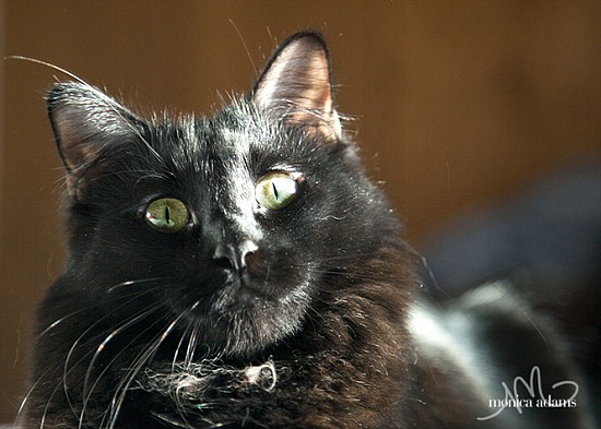 Winter Sky & Kitties