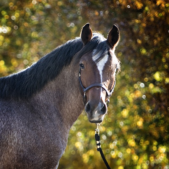 Oakhaven Ponies