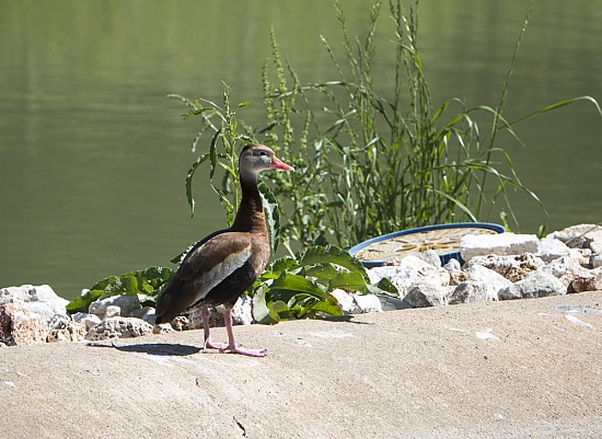 At the Pond