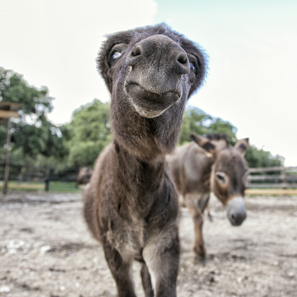 Mini Donkey Foal