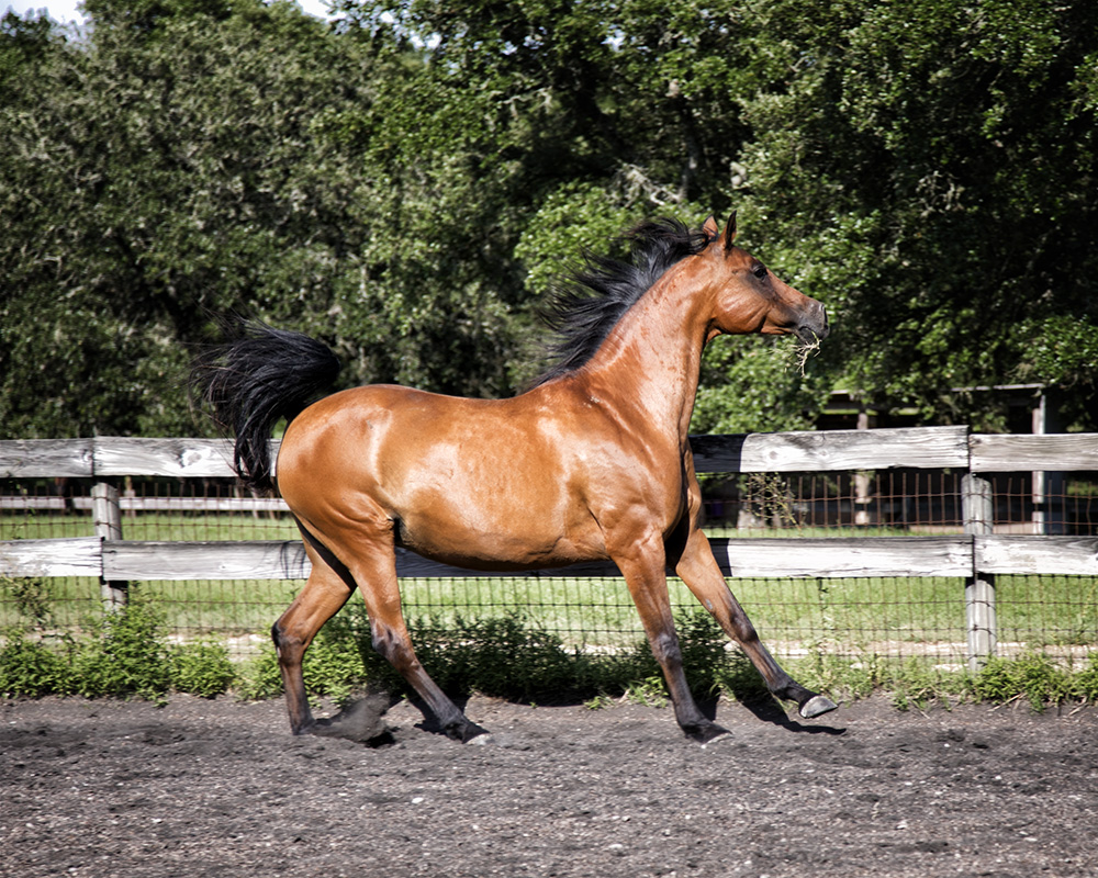 Arabian Mare by Monica Adams