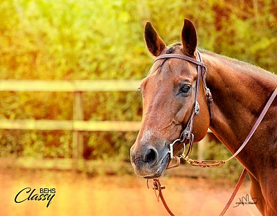 Bluebonnet Classy photo by Monica Adams
