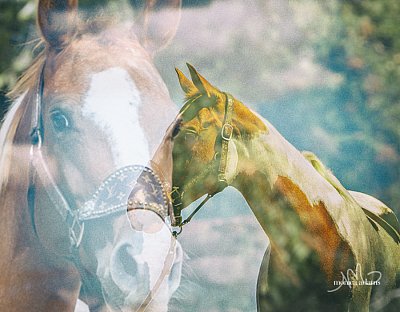 Bluebonnet Equine Iris by photo by Monica Adams Photography