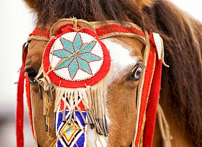 2008 Bluebonnet Equine Expo - Austin, TX